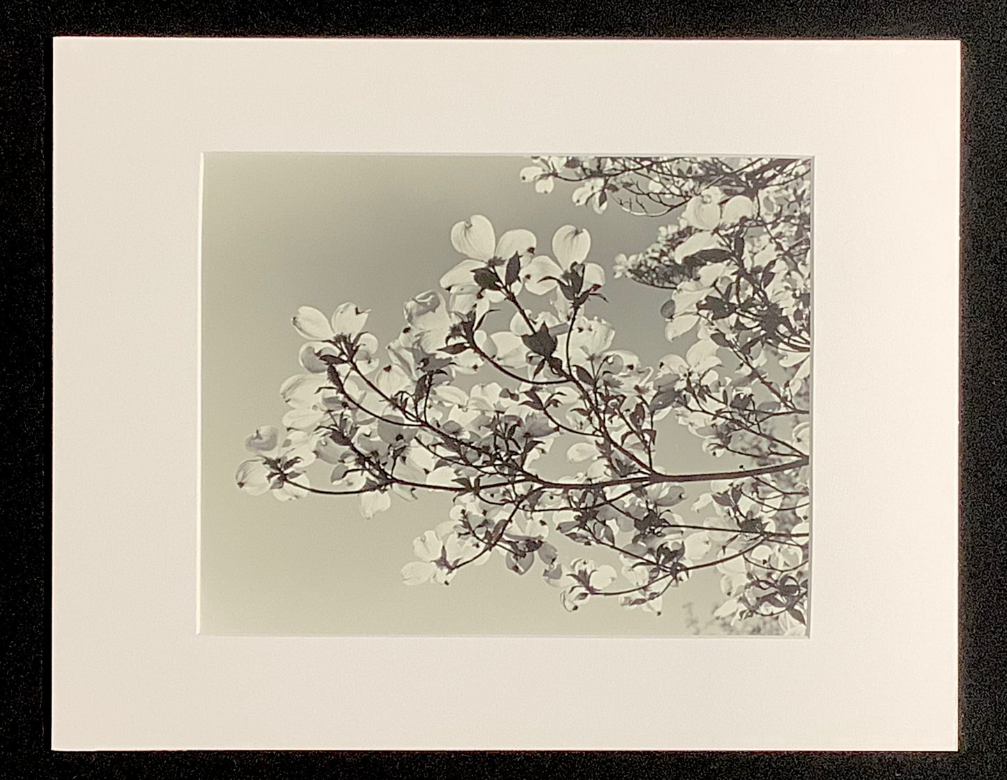 Spring Blossoms