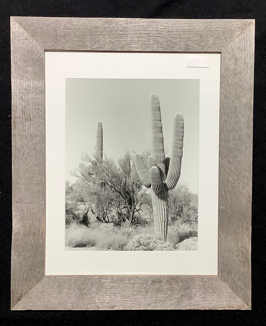 Saguaro Cactus