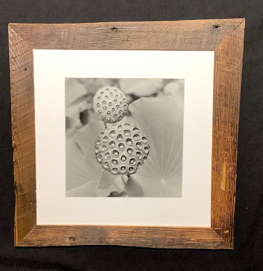 Lilly Pad Seed Pod