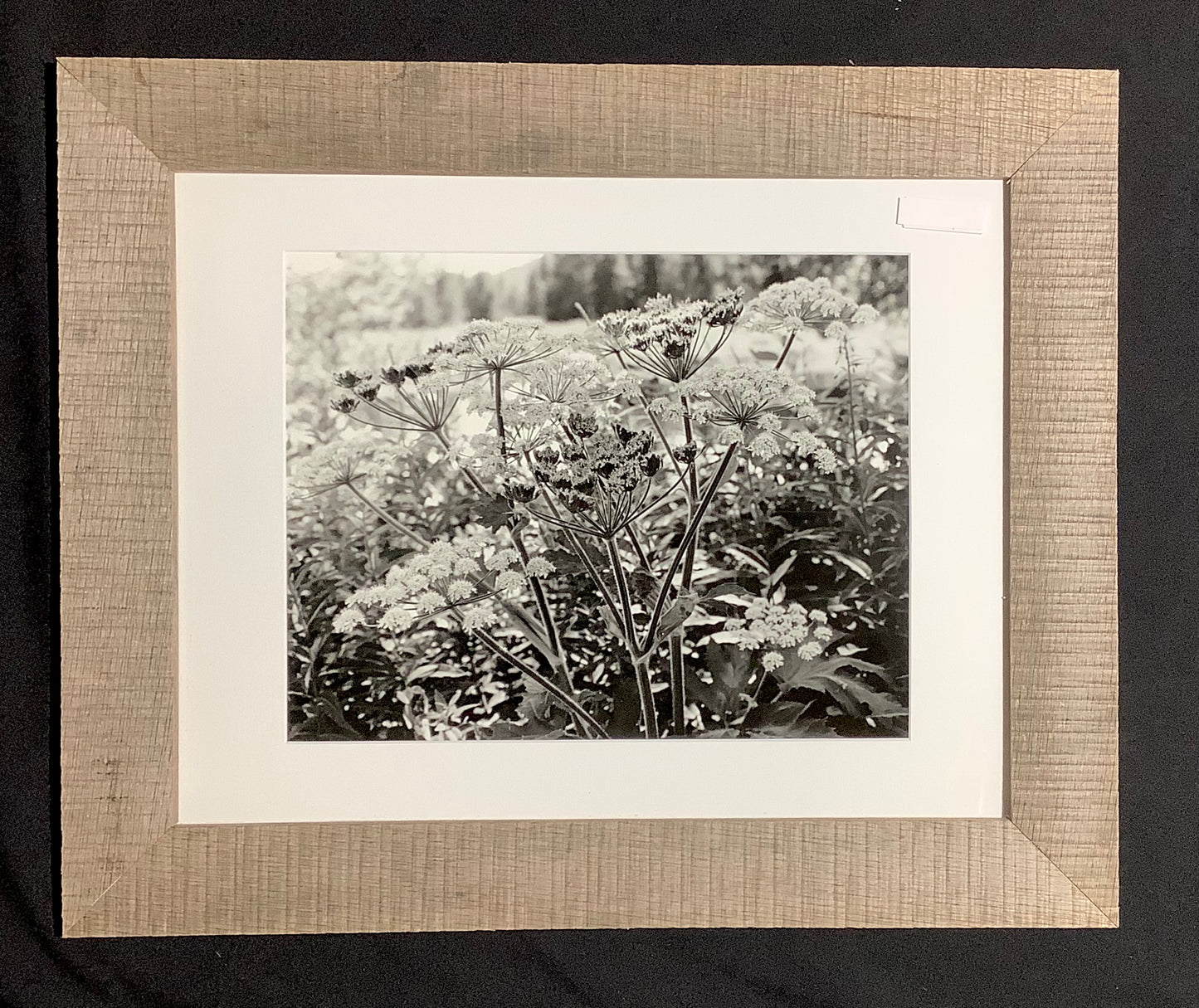 Queen Anne’s Lace