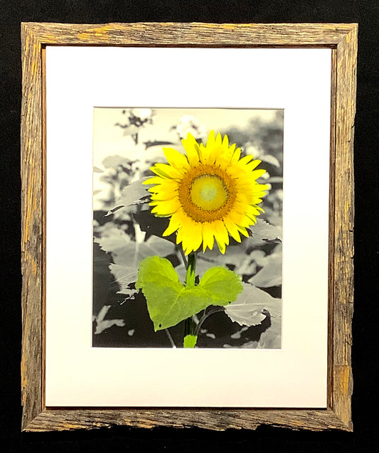 Sunflower- Handpainted