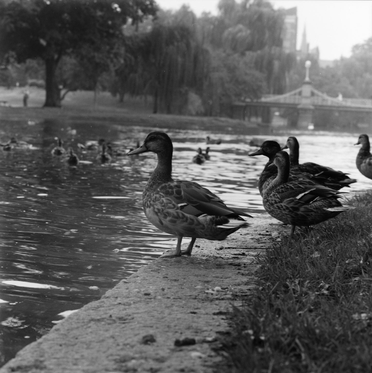 Boston garden ducks